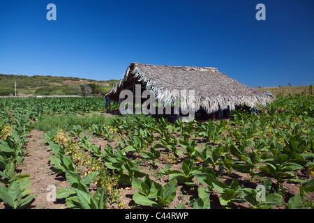 Tabak-Plantage im Outback, Punta Rucia, Dominikanische Republik Stockfoto