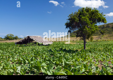 Tabak-Plantage im Outback, Punta Rucia, Dominikanische Republik Stockfoto