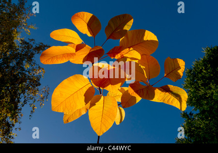 Herbst, Blätter, Cotinus, Grace, Farbe, Smokebush, Rauch Busch, Laub, Tönungen, Flamme, Coggygria, UK, November Stockfoto