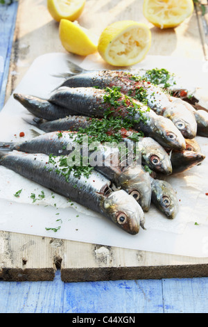Sardinen mit roten Paprika, zerstoßenem Pfeffer, Zitronensaft und frischer Petersilie gewürzt Stockfoto