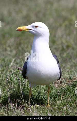 Weniger schwarz-unterstützte Möve Larus Fuscus stehend In Grass Stockfoto