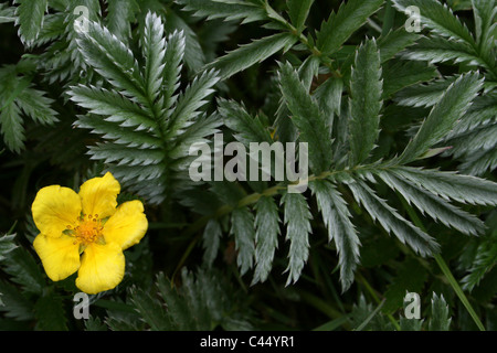 Silverweed Potentilla heisses Stockfoto