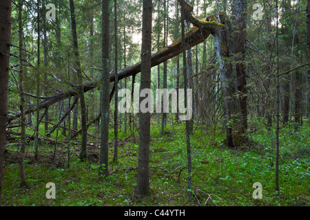 Mischwald im Frühjahr Stockfoto