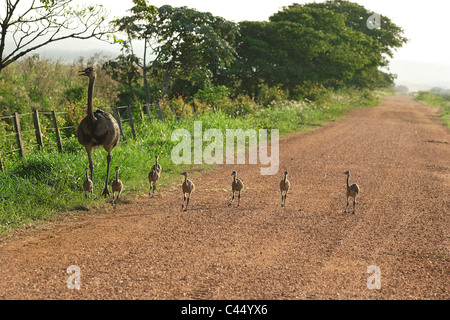 Südamerika, Brasilien, Mato Grosso, weiblichen amerikanischen Rhea (Rhea Americana) mit jungen Küken auf Feldweg zu Fuß Stockfoto