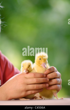 Kind hält zwei Entenküken, close-up Stockfoto