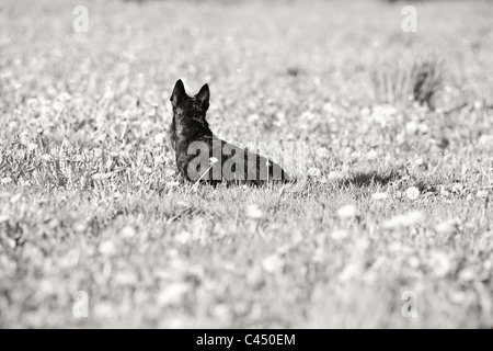 Scottish Terrier auf einer Wiese Stockfoto