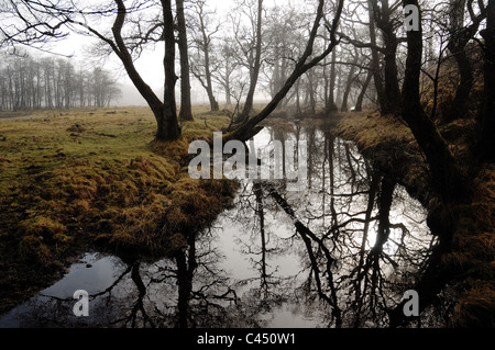 Erlen im Nebel spiegelt sich im Wasser in Glen Nevis unter Ben Nevis Stockfoto