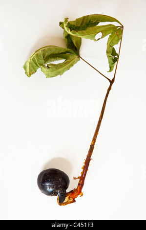 Eine Horsechestnut Mutter, die hat gekeimt und entwickelte sich zu einem Sämling - Aesculus Hippocastanum. Siehe auch Bild-Ref: C451GA. Stockfoto