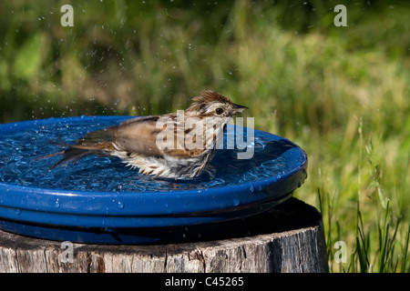 Singammer in eine Vogeltränke Stockfoto