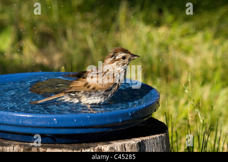 Singammer in eine Vogeltränke Stockfoto