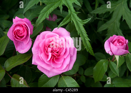 Drei helle Mitte rosa Strauchrosen wachsen im englischen Garten. UK (Rosa Comte de Chambord / Sy Rosa Madame Knorr) Stockfoto