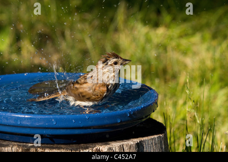 Singammer in eine Vogeltränke Stockfoto