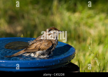 Singammer in eine Vogeltränke Stockfoto