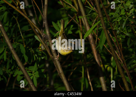 Gemeinsame Yellowthroat - weiblich Stockfoto