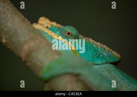 Parsons Chamäleon (Calumma Parsoni). Madagaskar. Hinter Zweig zu verstecken versucht. Stockfoto