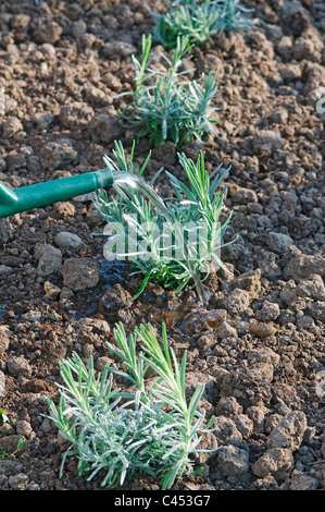 Wasser beginnen gegossene auf junge Lavendel Pflanzen im Boden, Nahaufnahme Stockfoto