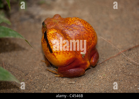 Tomatenfrosch (Dyscophus Antongilii). Nord-Ost-Madagaskar. Teilweise aufgeblasenen Körper. Stockfoto