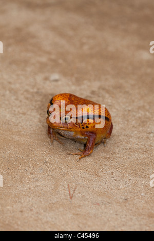 Tomatenfrosch (Dyscophus Antongilii). Nord-Ost-Madagaskar. Teilweise aufgeblasenen Körper. Stockfoto