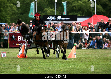 Hunter Doppel Kabelbaum huschen fahren und springen auf der großen Bühne des jeweiligen Surrey show 2011. Stockfoto