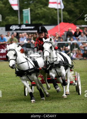 Hunter Doppel Kabelbaum huschen fahren und springen auf der großen Bühne des jeweiligen Surrey show 2011. Stockfoto