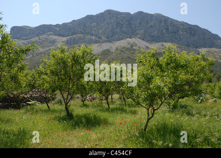 Blick auf Berge mit Mandel Obstgarten und Mohn in den Vordergrund, Sierra de Bernia, Provinz Alicante, Valencia, Spanien Stockfoto