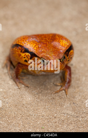 Tomatenfrosch (Dyscophus Antongilii). Nord-Ost-Madagaskar. Stockfoto