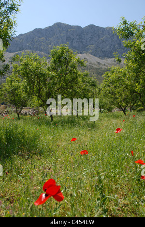 Blick auf Berge mit Mandel Obstgarten und Mohn in den Vordergrund, Sierra de Bernia, Provinz Alicante, Valencia, Spanien Stockfoto