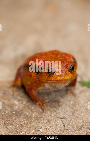 Tomatenfrosch (Dyscophus Antongilii). Nord-Ost-Madagaskar. Stockfoto