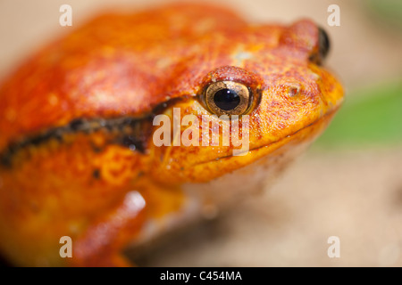 Tomatenfrosch (Dyscophus Antongillii). Nord-Ost-Madagaskar. Stockfoto