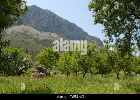 Blick auf Berge mit Mandel Obstgarten und Mohn in den Vordergrund, Sierra de Bernia, Provinz Alicante, Valencia, Spanien Stockfoto