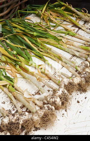 Knoblauch (Marco) Trocknung auf alte Tür Stockfoto