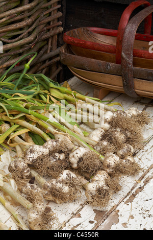 Knoblauch (Marco) Trocknung auf alte Tür Stockfoto