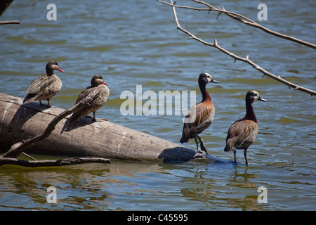 Rot-billed Pintail Enten (Anas Erythrorhyncha) paar Links und White-faced Pfeifen Enten (Dendrocyna Viduata), rechts. Stockfoto