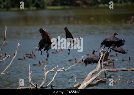 White-faced Pfeifen Enten Dendrocyna Viduata. Parc de Tsarasaotra, Lac Alarobia. Ramsar-Private Website. Hochplateau. Madagaskar Stockfoto