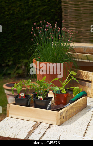 Tomaten und Zucchini Sämlinge bereit, auf Pflanzen Stockfoto