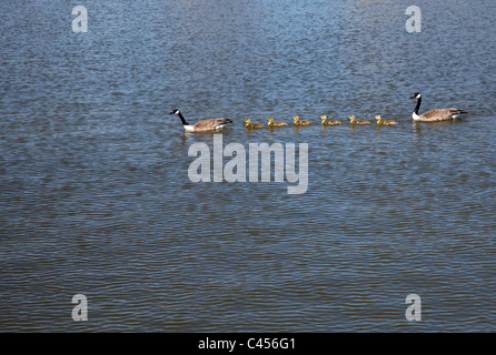 Harrison Township, Michigan - Kanadagänse Schwimmen mit ihren Gänsel. Stockfoto