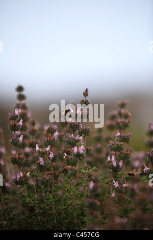 Biene auf einer Blüte Thymian Kos Griechenland Stockfoto