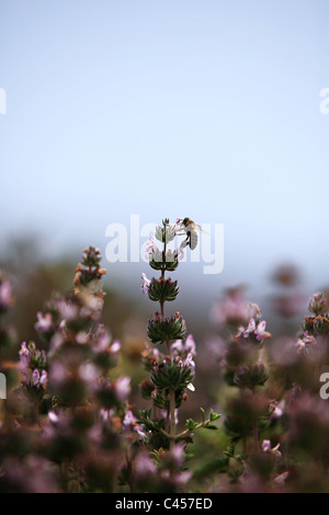 Biene auf einer Blüte Thymian Kos Griechenland Stockfoto