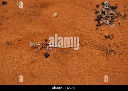 Drei-eyed Lizard (Chalaradon Madagascariensis). Ifaty. Madagaskar. Stachelige Wald. Stockfoto