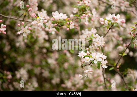 Malus Prunifolia 'Rinki', Blüte Crab Stockfoto