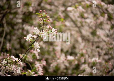 Malus Prunifolia 'Rinki', Blüte Crab Stockfoto