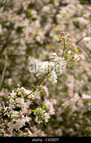 Malus Prunifolia 'Rinki', Blüte Crab Stockfoto