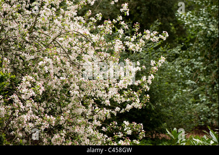 Malus Prunifolia 'Rinki', Blüte Crab Stockfoto