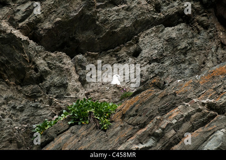 Fulmar, Fulmarus Cyclopoida, nisten auf Ramsey Island, North Pembrokeshire, Wales Stockfoto