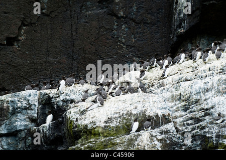 Trottellummen, Uria Aalge, nisten auf Ramsey Island, North Pembrokeshire, Wales Stockfoto
