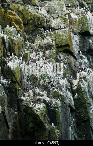 Trottellummen, Uria Aalge, nisten auf Ramsey Island, North Pembrokeshire, Wales Stockfoto