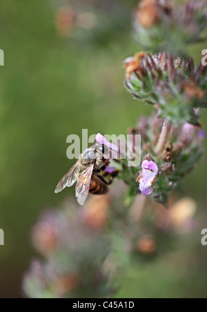 Biene auf einer Blüte Thymian Kos Griechenland Stockfoto