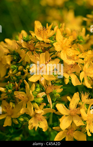 Nahaufnahme der Blüten von Hypericum Perforatum (Johanniskraut) Stockfoto