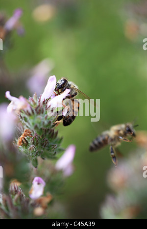 Biene auf einer Blüte Thymian Kos Griechenland Stockfoto