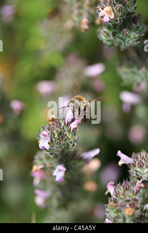 Biene auf einer Blüte Thymian Kos Griechenland Stockfoto